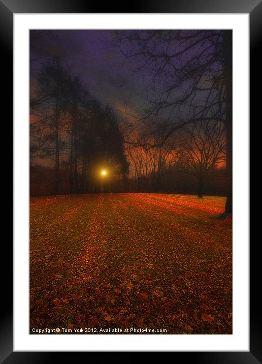SHADES OF AUTUMN Framed Mounted Print by Tom York