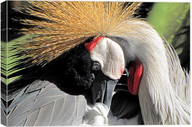 East African crowned Crane Canvas Print by barbara walsh