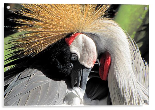 East African crowned Crane Acrylic by barbara walsh