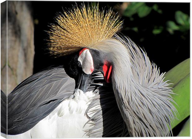 East African crowned Crane Canvas Print by barbara walsh