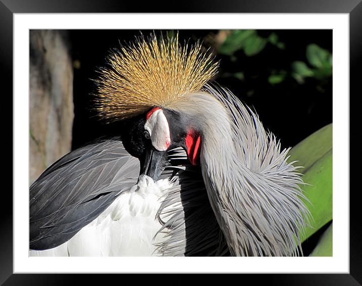 East African crowned Crane Framed Mounted Print by barbara walsh