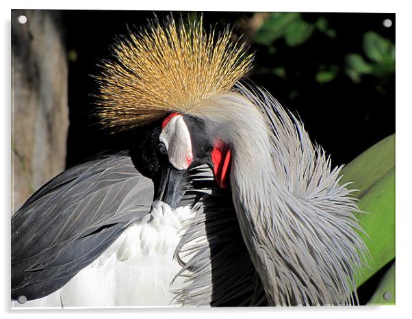 East African crowned Crane Acrylic by barbara walsh