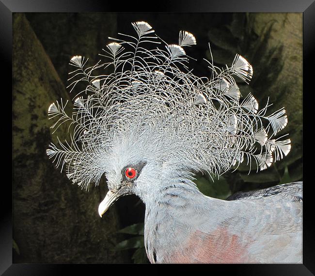 Victoria Crowned Pigeon Framed Print by barbara walsh