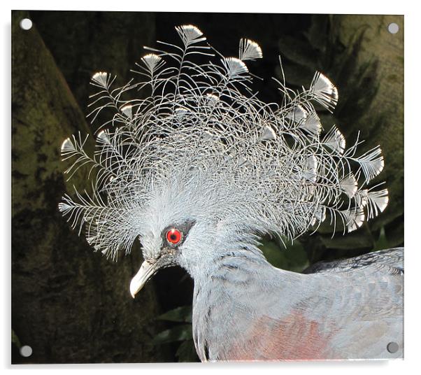 Victoria Crowned Pigeon Acrylic by barbara walsh