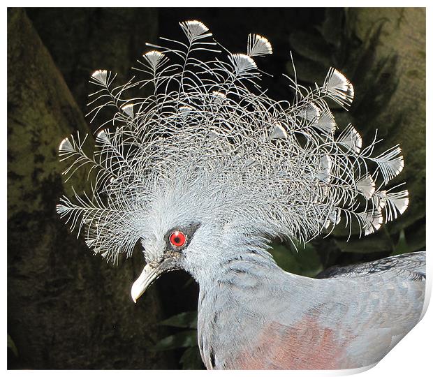 Victoria Crowned Pigeon Print by barbara walsh