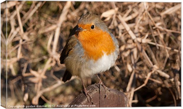 An inquisitive robin Canvas Print by Gordon Dimmer