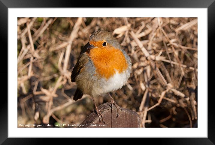 An inquisitive robin Framed Mounted Print by Gordon Dimmer