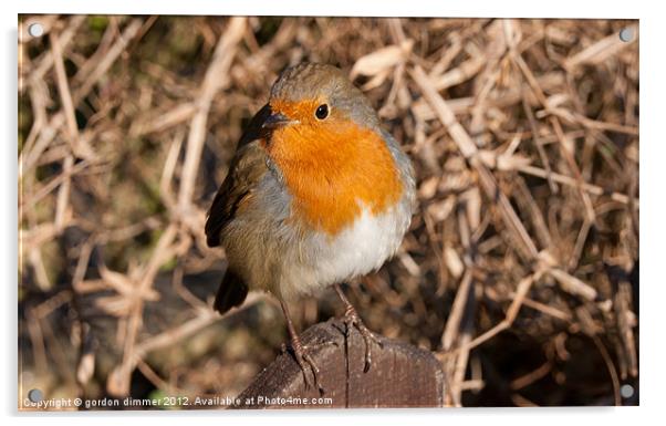 An inquisitive robin Acrylic by Gordon Dimmer
