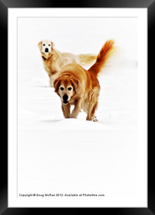 Two dogs Framed Mounted Print by Doug McRae