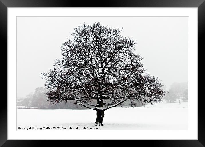 Snow oak Framed Mounted Print by Doug McRae