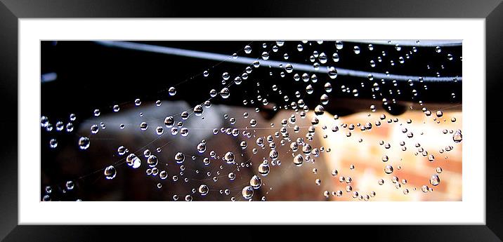 Spiders web covered in Dew Framed Mounted Print by sean walters