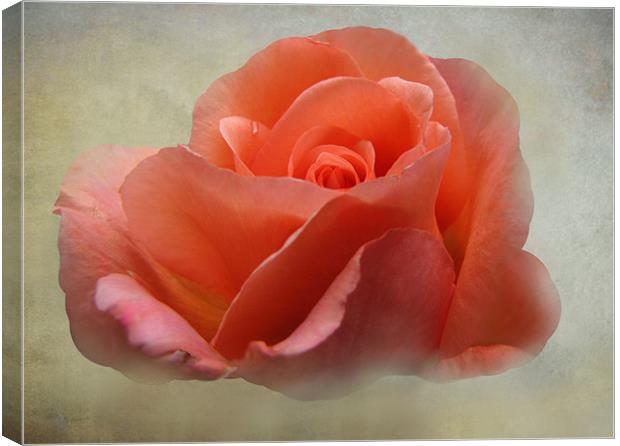 Summer Rose Canvas Print by Jacqi Elmslie