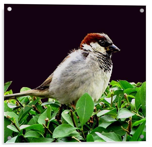 Sparrow Acrylic by Derek Vines