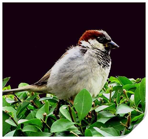Sparrow Print by Derek Vines