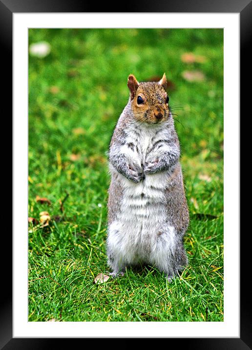 Squirrel Stand off Framed Mounted Print by Jack Jacovou Travellingjour