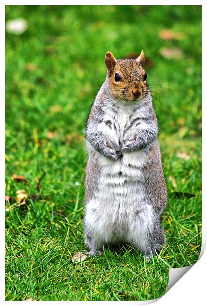 Squirrel Stand off Print by Jack Jacovou Travellingjour
