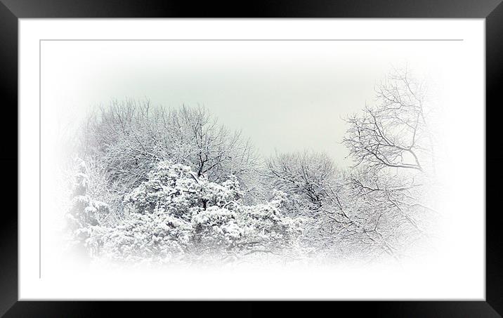 Winter Woods Framed Mounted Print by Sharon Lisa Clarke