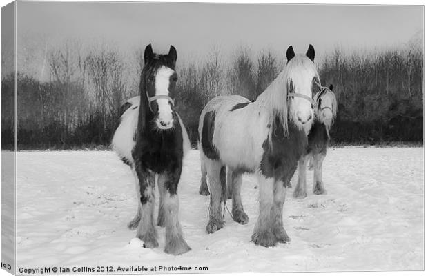 Horses in snow Canvas Print by Ian Collins