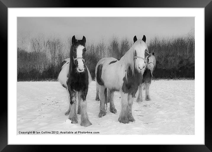 Horses in snow Framed Mounted Print by Ian Collins