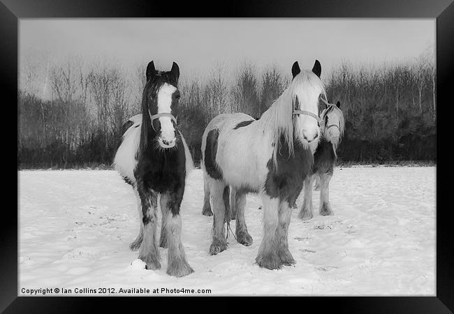 Horses in snow Framed Print by Ian Collins