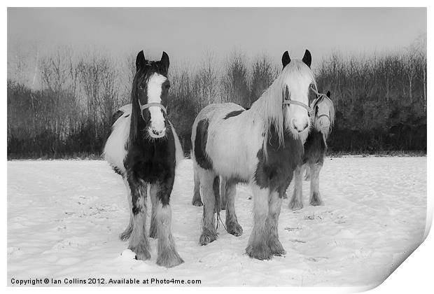 Horses in snow Print by Ian Collins