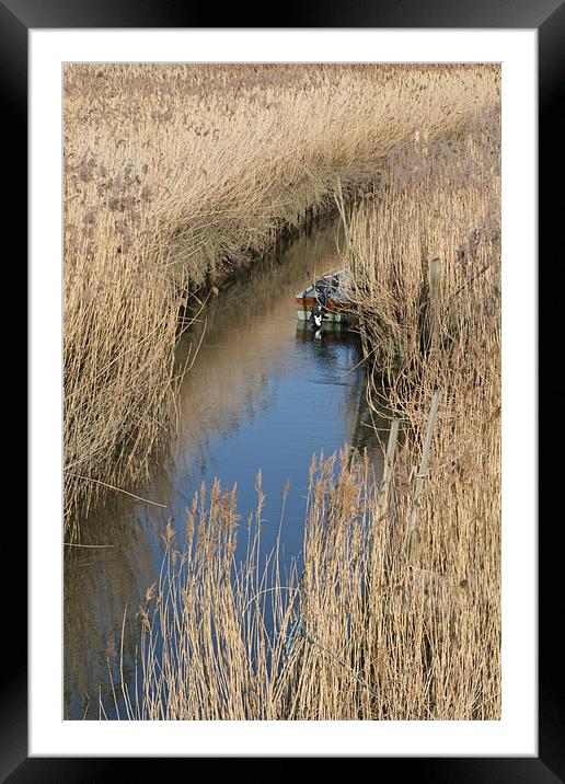 Boat in reeds Framed Mounted Print by Kathy Simms