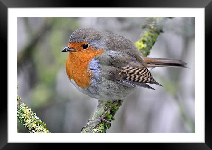 Robin Redbreast Framed Mounted Print by michelle rook