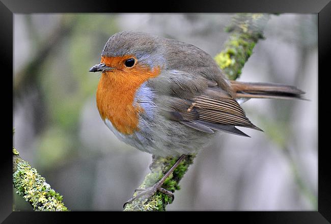Robin Redbreast Framed Print by michelle rook