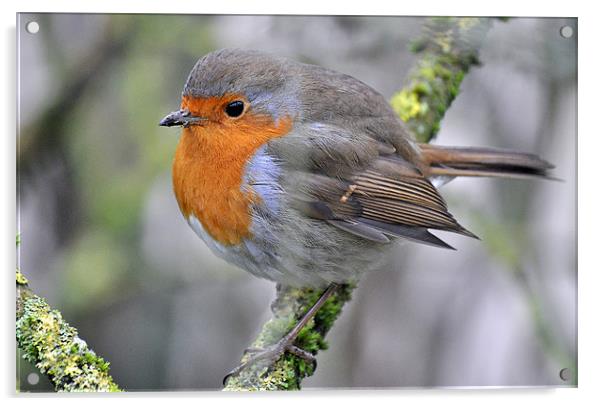 Robin Redbreast Acrylic by michelle rook
