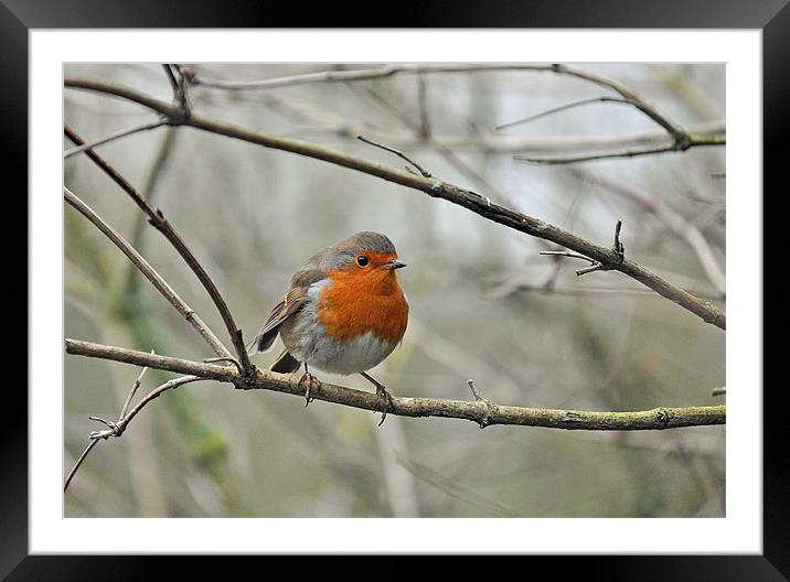 Robin on branch Framed Mounted Print by michelle rook