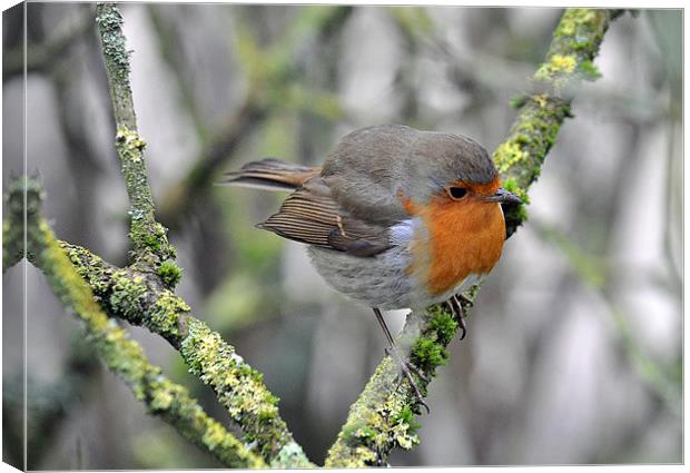 Robin perching Canvas Print by michelle rook