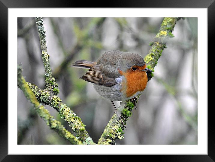 Robin perching Framed Mounted Print by michelle rook