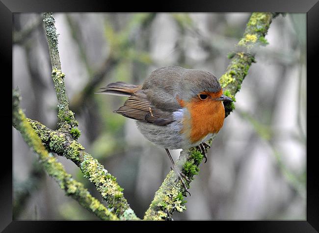 Robin perching Framed Print by michelle rook