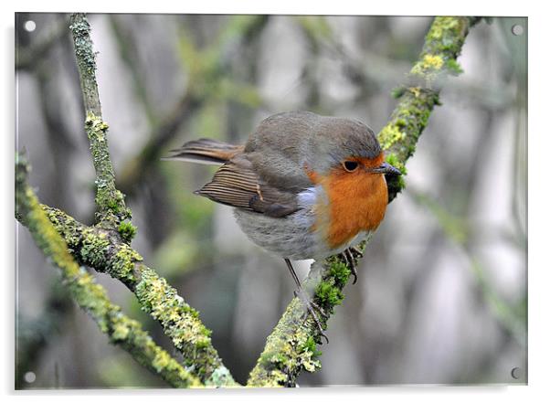 Robin perching Acrylic by michelle rook