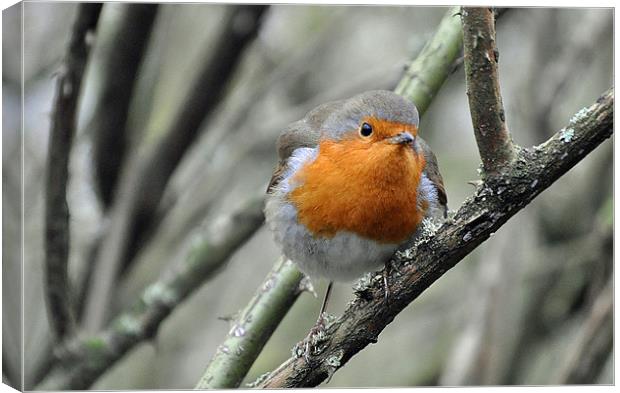 Robin watching! Canvas Print by michelle rook