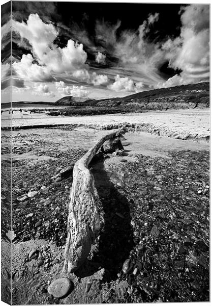 Driftwood Monochrome Canvas Print by Steve Purnell