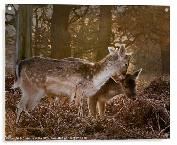 Deer Friends Acrylic by Christine Johnson