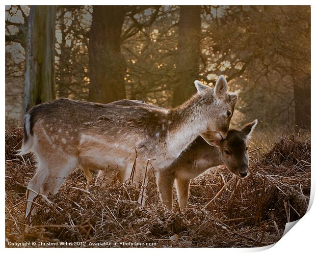 Deer Friends Print by Christine Johnson