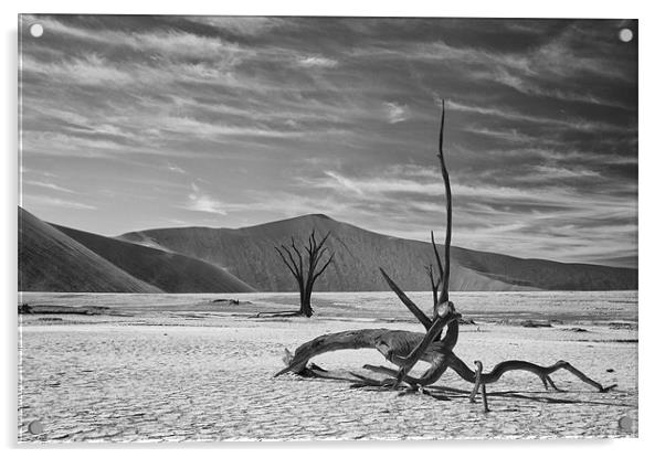 Dead Tree Desert Namibia Acrylic by Ian McMurray