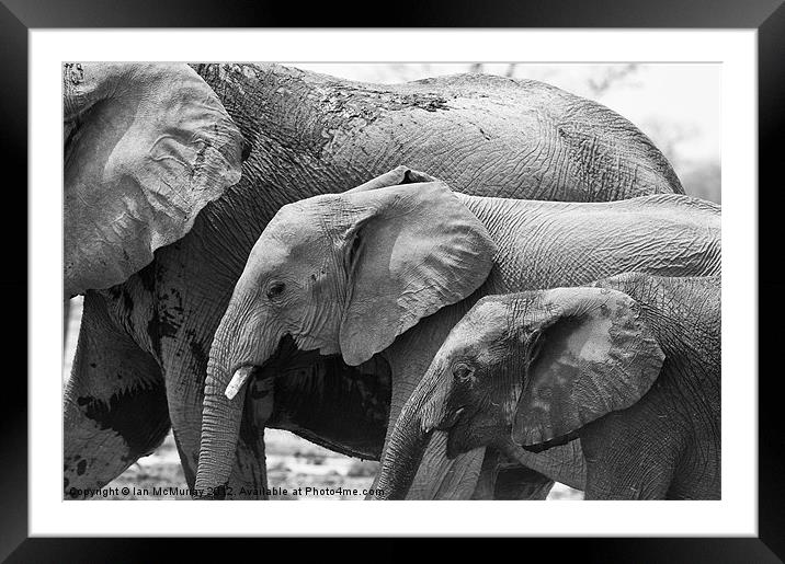 Elephant Family Framed Mounted Print by Ian McMurray