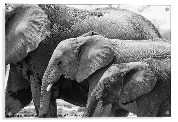 Elephant Family Acrylic by Ian McMurray
