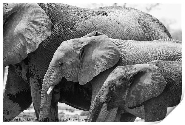 Elephant Family Print by Ian McMurray