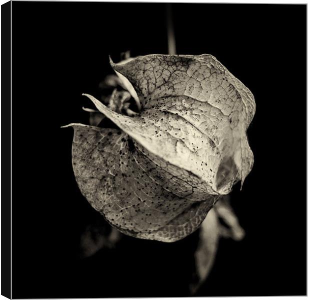 a study of Nicandra physalodes Canvas Print by Marcus Scott