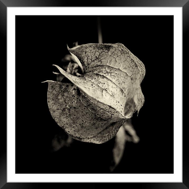 a study of Nicandra physalodes Framed Mounted Print by Marcus Scott