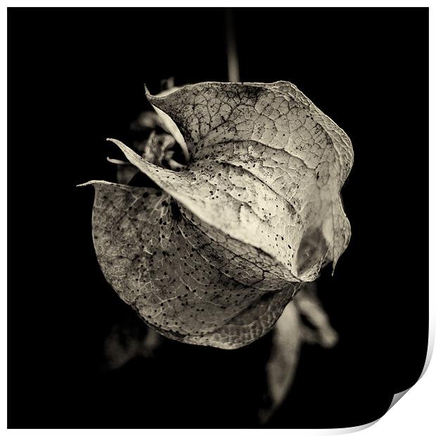 a study of Nicandra physalodes Print by Marcus Scott