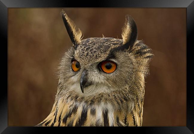 Eagle Owl Portrait Framed Print by Val Saxby LRPS