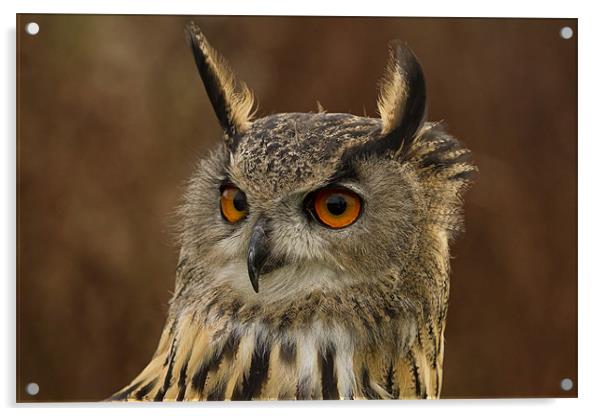 Eagle Owl Portrait Acrylic by Val Saxby LRPS
