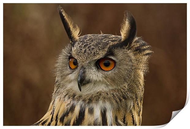 Eagle Owl Portrait Print by Val Saxby LRPS