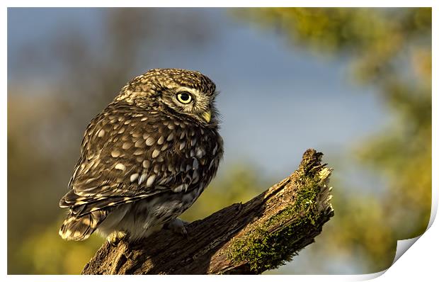Little Owl Print by Val Saxby LRPS