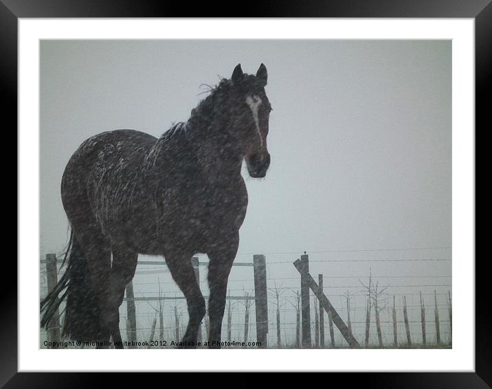 Snowy the horse Framed Mounted Print by michelle whitebrook